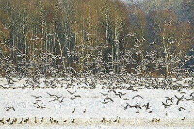 BUITEN BEELD Foto: 155253