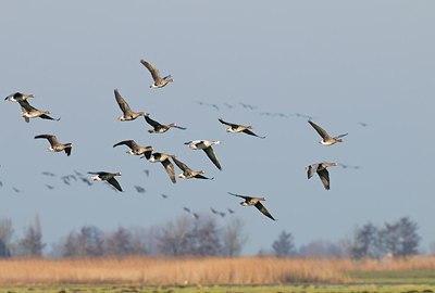 BUITEN BEELD Foto: 155258
