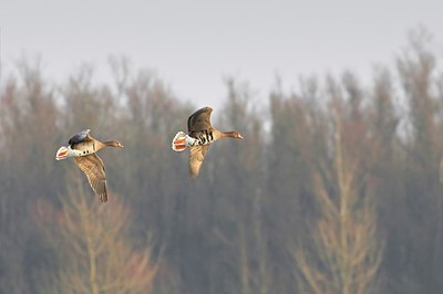 BUITEN BEELD Foto: 155259