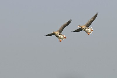 BUITEN BEELD Foto: 155261