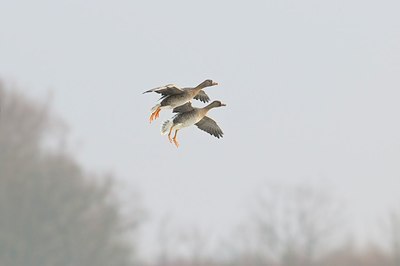 BUITEN BEELD Foto: 155263