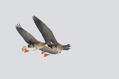 BUITEN BEELD Foto: 155265
