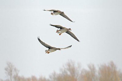 BUITEN BEELD Foto: 155267