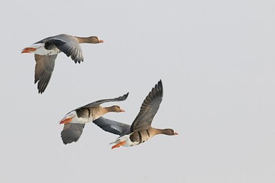 BUITEN BEELD Foto: 155268