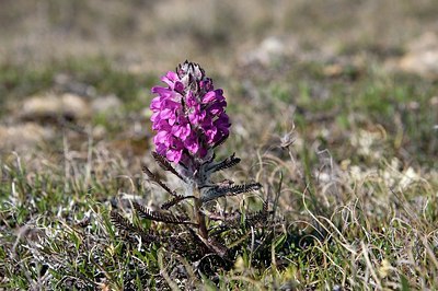 BUITEN BEELD Foto: 155272