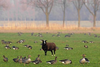BUITEN BEELD Foto: 155278