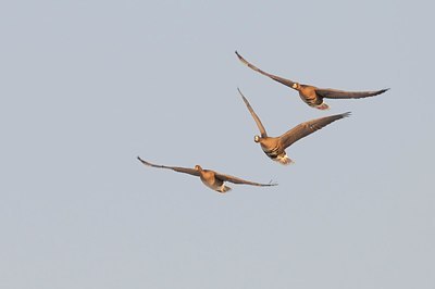 BUITEN BEELD Foto: 155281