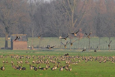 BUITEN BEELD Foto: 155283