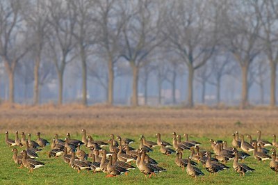 BUITEN BEELD Foto: 155285