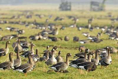 BUITEN BEELD Foto: 155289