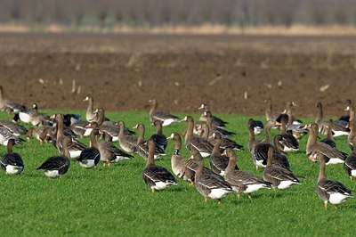 BUITEN BEELD Foto: 155295