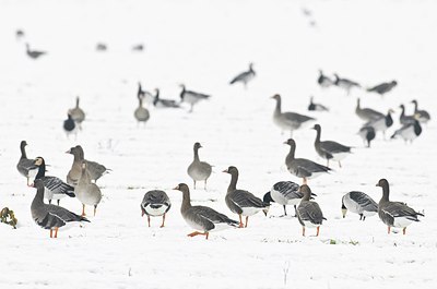 BUITEN BEELD Foto: 155296
