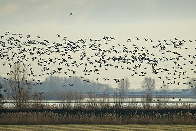 BUITEN BEELD Foto: 155297