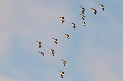 BUITEN BEELD Foto: 155312