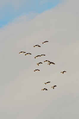 BUITEN BEELD Foto: 155313