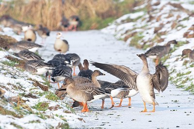 BUITEN BEELD Foto: 155315