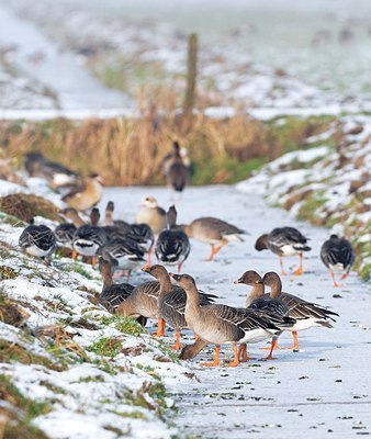 BUITEN BEELD Foto: 155316