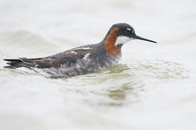 BUITEN BEELD Foto: 155320