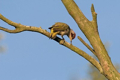BUITEN BEELD Foto: 155337
