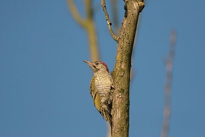 BUITEN BEELD Foto: 155342