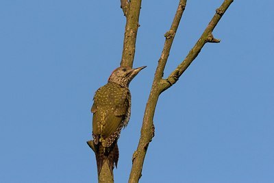 BUITEN BEELD Foto: 155343