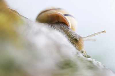 BUITEN BEELD Foto: 155365