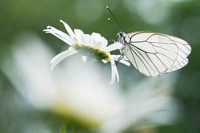 BUITEN BEELD Foto: 155374