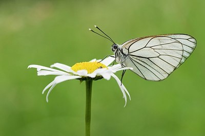 BUITEN BEELD Foto: 155375