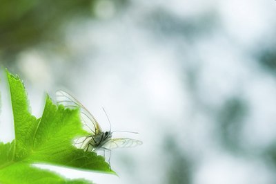 BUITEN BEELD Foto: 155384