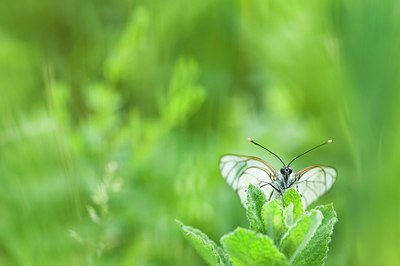 BUITEN BEELD Foto: 155385