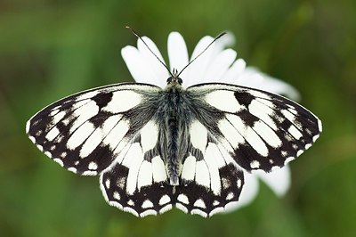 BUITEN BEELD Foto: 155386