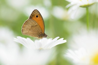 BUITEN BEELD Foto: 155390