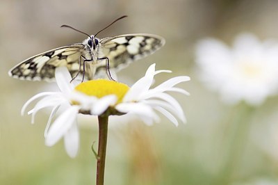 BUITEN BEELD Foto: 155391