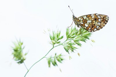 BUITEN BEELD Foto: 155395
