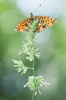 BUITEN BEELD Foto: 155396