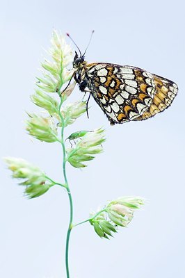BUITEN BEELD Foto: 155397