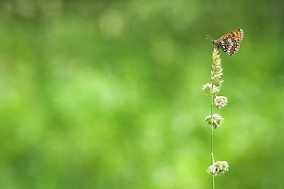 BUITEN BEELD Foto: 155398