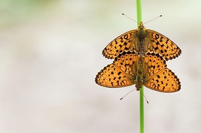 BUITEN BEELD Foto: 155402