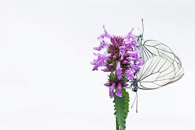 BUITEN BEELD Foto: 155407