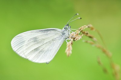 BUITEN BEELD Foto: 155420