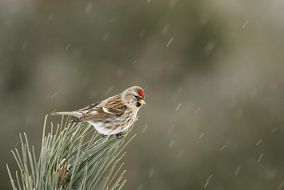 BUITEN BEELD Foto: 155433