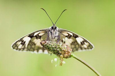 BUITEN BEELD Foto: 155439