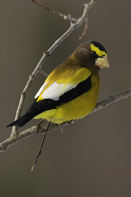 BUITEN BEELD Foto: 155441