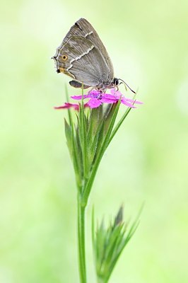 BUITEN BEELD Foto: 155444