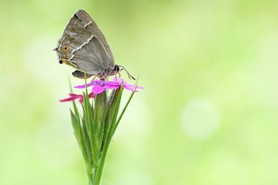 BUITEN BEELD Foto: 155446