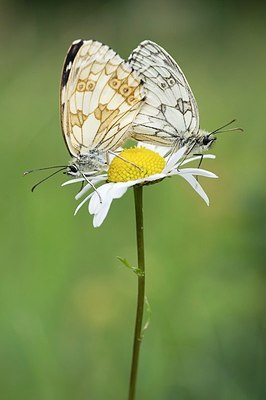 BUITEN BEELD Foto: 155448