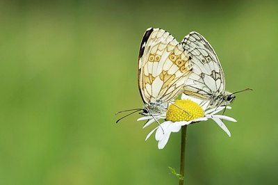 BUITEN BEELD Foto: 155449