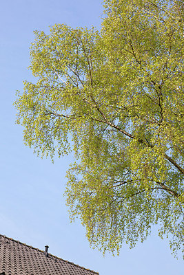 BUITEN BEELD Foto: 155461