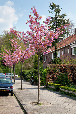 BUITEN BEELD Foto: 155465