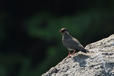 BUITEN BEELD Foto: 155469